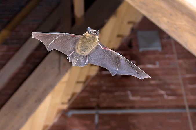 Umweltlotterie: Fledermaus im Haus und am Haus