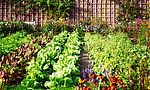 Umweltlotterie: Obst und Gemüseanbauflächen für 5 Wehrheimer Kindergärten
