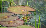 Umweltlotterie: Zwei Amphibienteiche mit je 100 Quadratmetern Wasserfläche