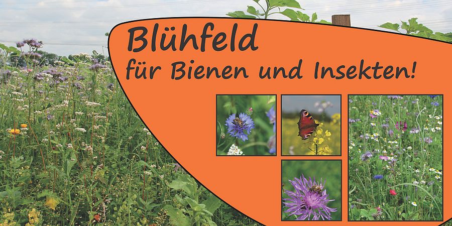 Umweltlotterie: Blühfeld-Initiative