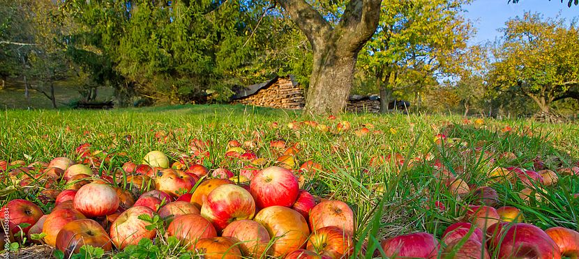 Umweltlotterie: Neuanlage einer Streuobstwiese