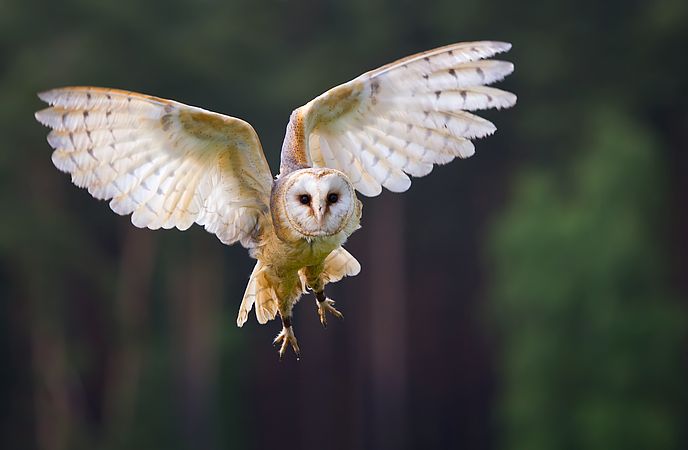 Umweltlotterie: Eulenschutz im Kreis Groß-Gerau