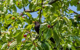 Umweltlotterie: Wildtier und Vogel-Oase: Streuobst- und Blumenwiese
