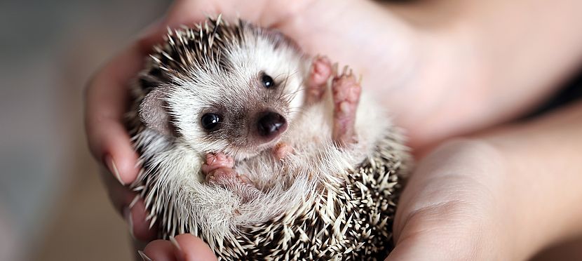 Umweltlotterie:Retten wir unsere Igel