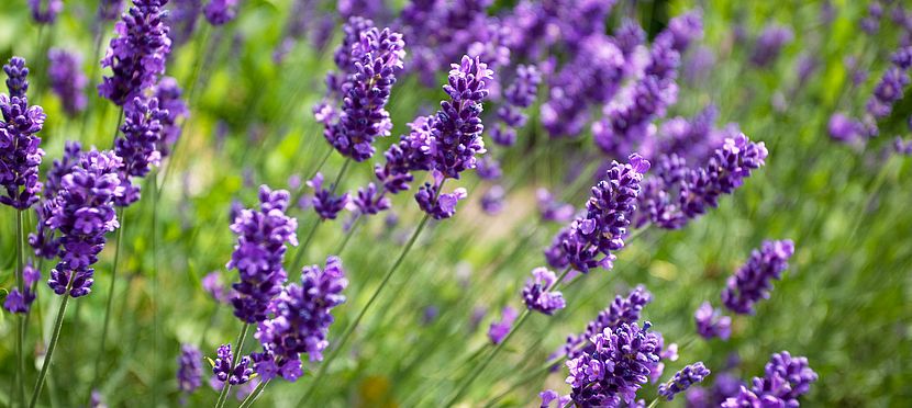 Umweltlotterie: Der Odenwald blüht Umweltlotterie: Der Odenwald blüht