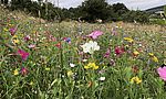 Umweltlotterie: Blumenwiese für Bienen und Insekten