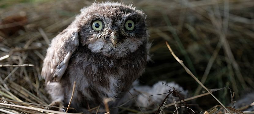 Umweltlotterie: Vögel- und Insektenparadies in Streubostwiese und Trinkstelle für Wildtiere