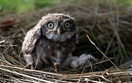 Umweltlotterie: Vögel- und Insektenparadies in Streubostwiese und Trinkstelle für Wildtiere