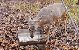Umweltlotterie: Trinkstationen für Wildtiere