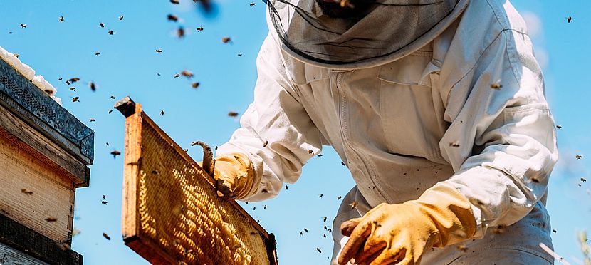 Umweltlotterie GENAU: Ausbau/Erweiterung Vereinsbienenstand – Ein Treffpunkt für Bienen, Natur und Umweltbildung