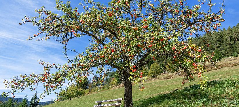 Umweltlotterie: Apfelbäume für "Affolterbach"