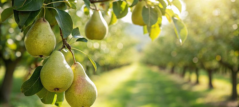 Umweltlotterie GENAU: Schutz von Streuobstwiesen durch Entfernung von Misteln