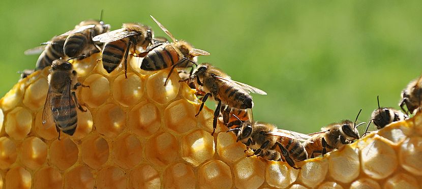 Umweltlotterie: Bienen-AG