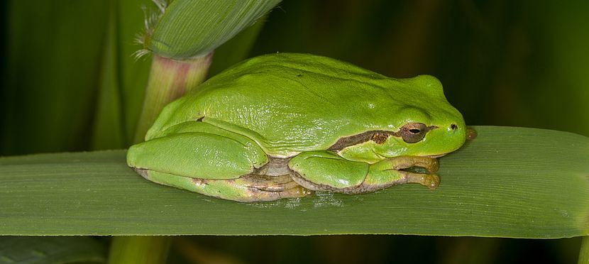 Umweltlotterie: Wiederansiedlung des Laubfrosches im Fuldatal