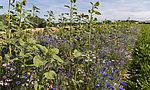 Umweltlotterie: Blühstreifenaktion Fürth/Odenwald