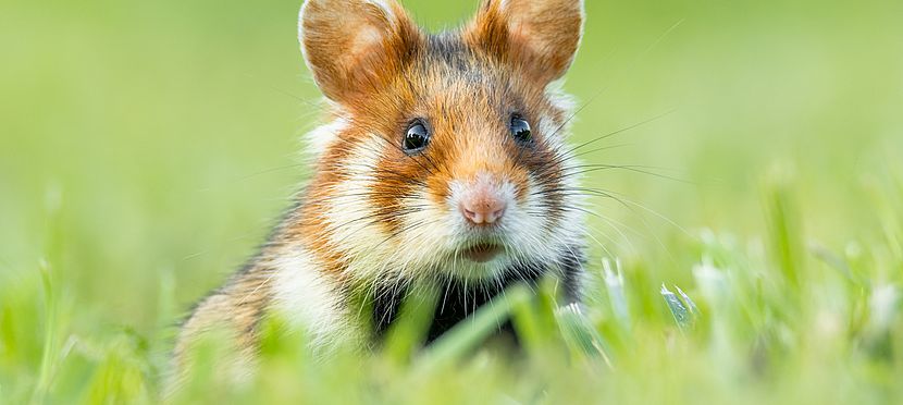 Umweltlotterie: Akutschutz für den Feldhamster im Main-Taunus-Kreis