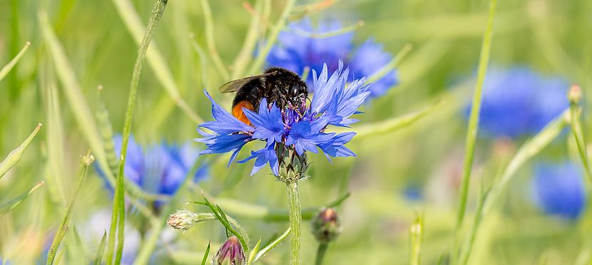 Umweltlotterie: Natur erleben - bunter Montessori Campus Dietzenbach Umweltlotterie: Natur erleben - bunter Montessori Campus Dietzenbach