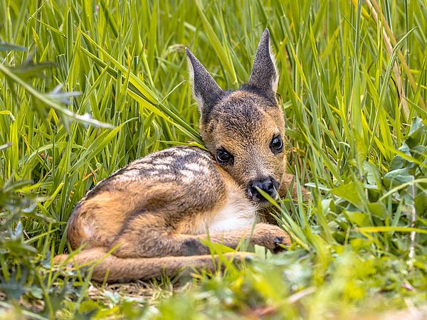 Umweltlotterie: Drohnen-Power saves Bambi