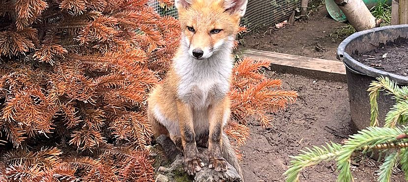 Umweltlotterie: Wildtiergehege mit Auswilderungsmöglichkeit für Rehe, Füchse und Igel