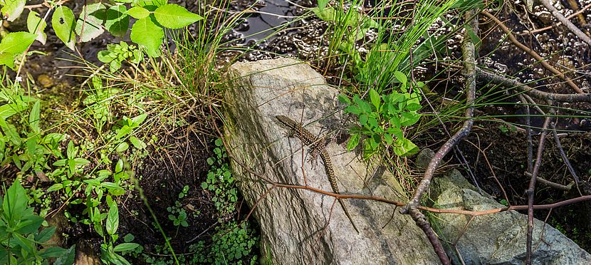 Umweltlotterie: Trittsteine in Hohenstein