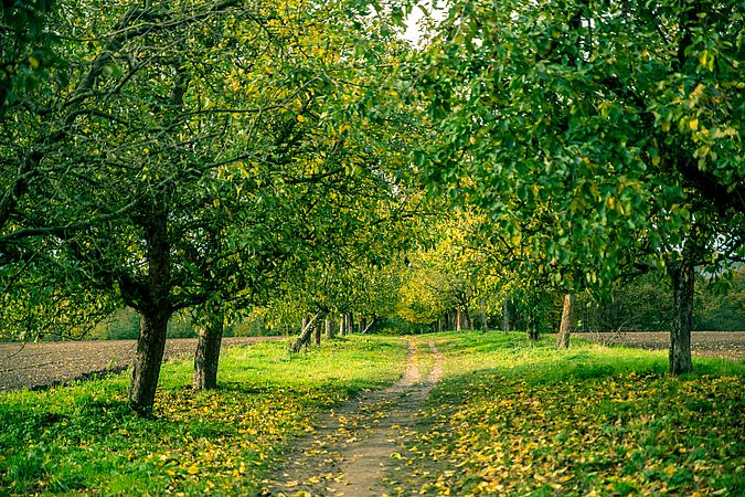 Umweltlotterie: Ausbau und Erneuerung unserer Obstbaumallee zur Erhaltung der Biodiversität in unserem Ort