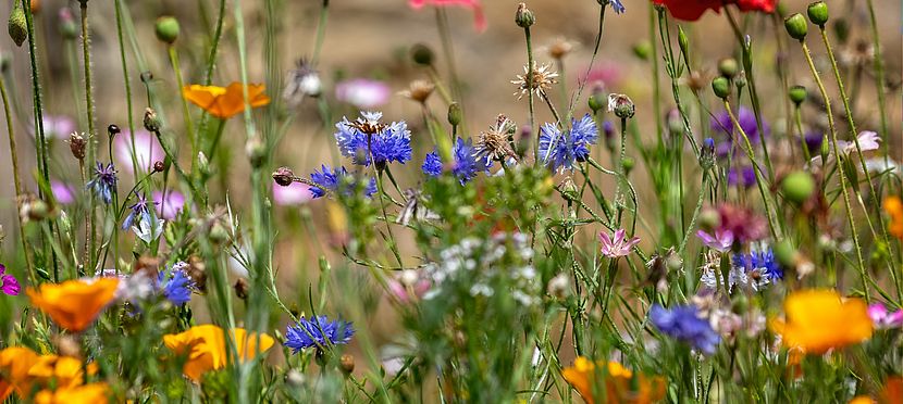 Umweltlotterie GENAU: Lebensraum Schwalben und Fledermäuse - Artengärten und Bildungsangebote in Heusenstamm