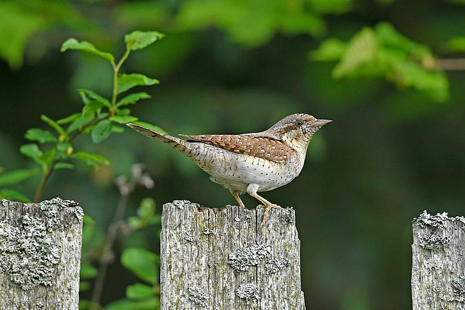 Umweltlotterie GENAU: Vogelschutz in der Eberstädter Streuobstwiese